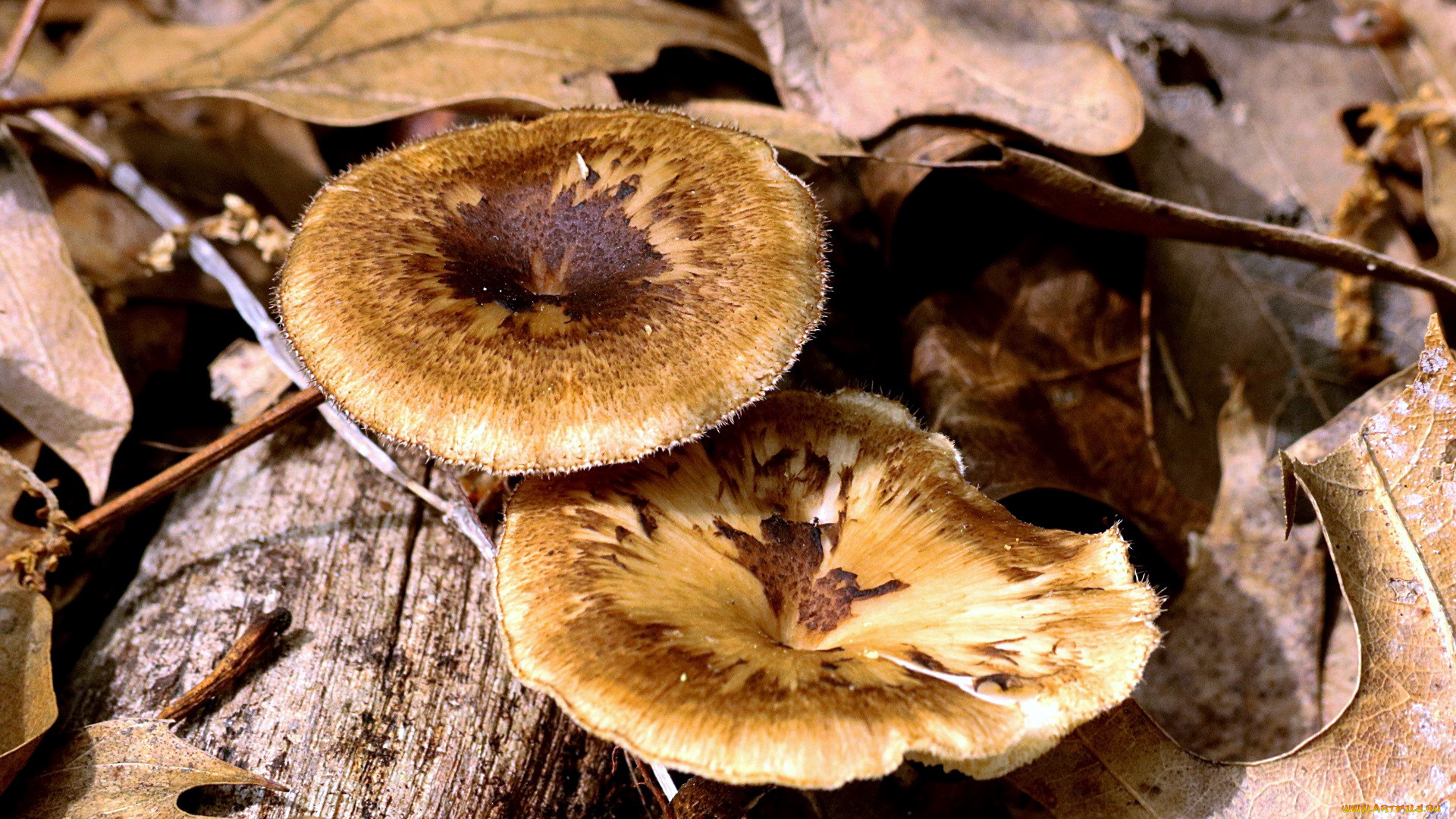 природа, грибы, дуэт