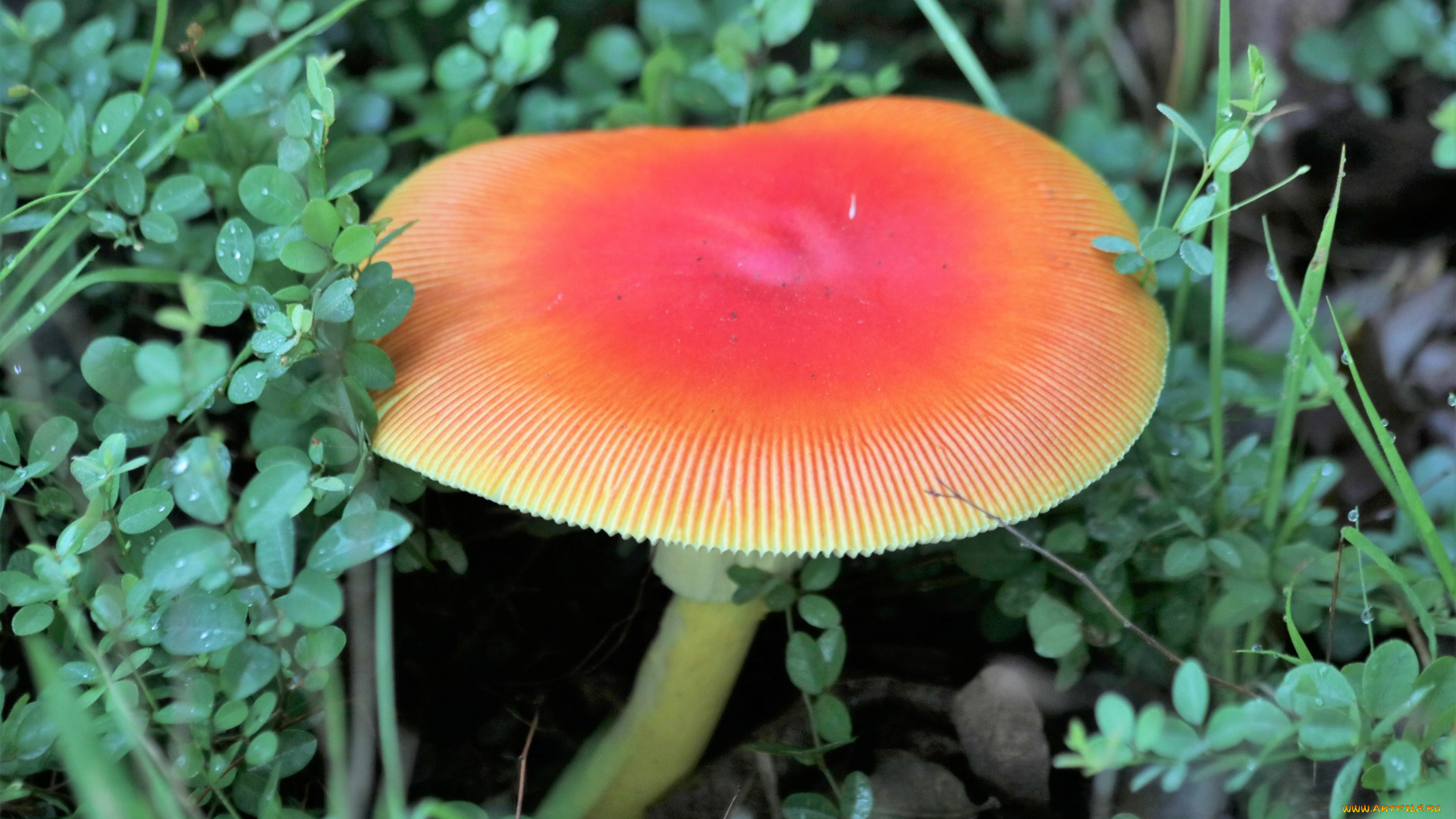 природа, грибы, гриб, макро