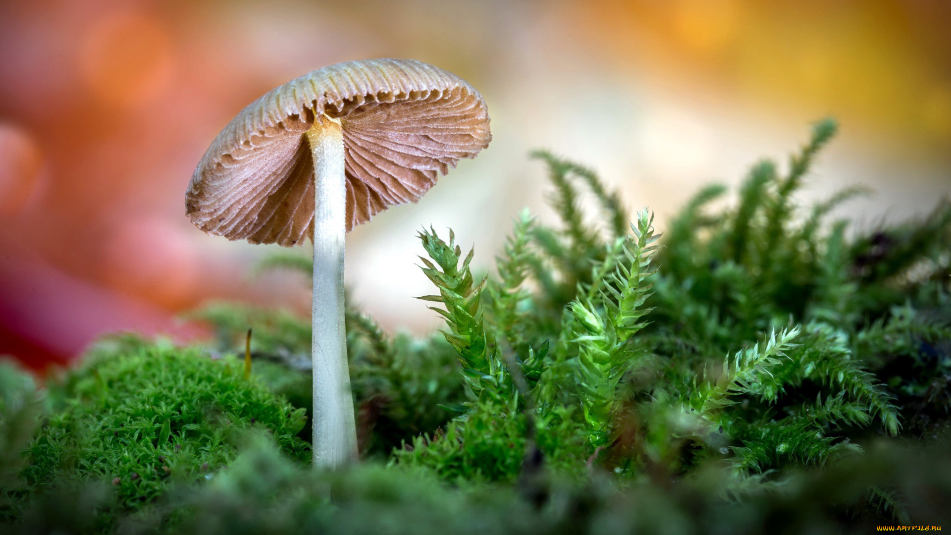 природа, грибы, грибок