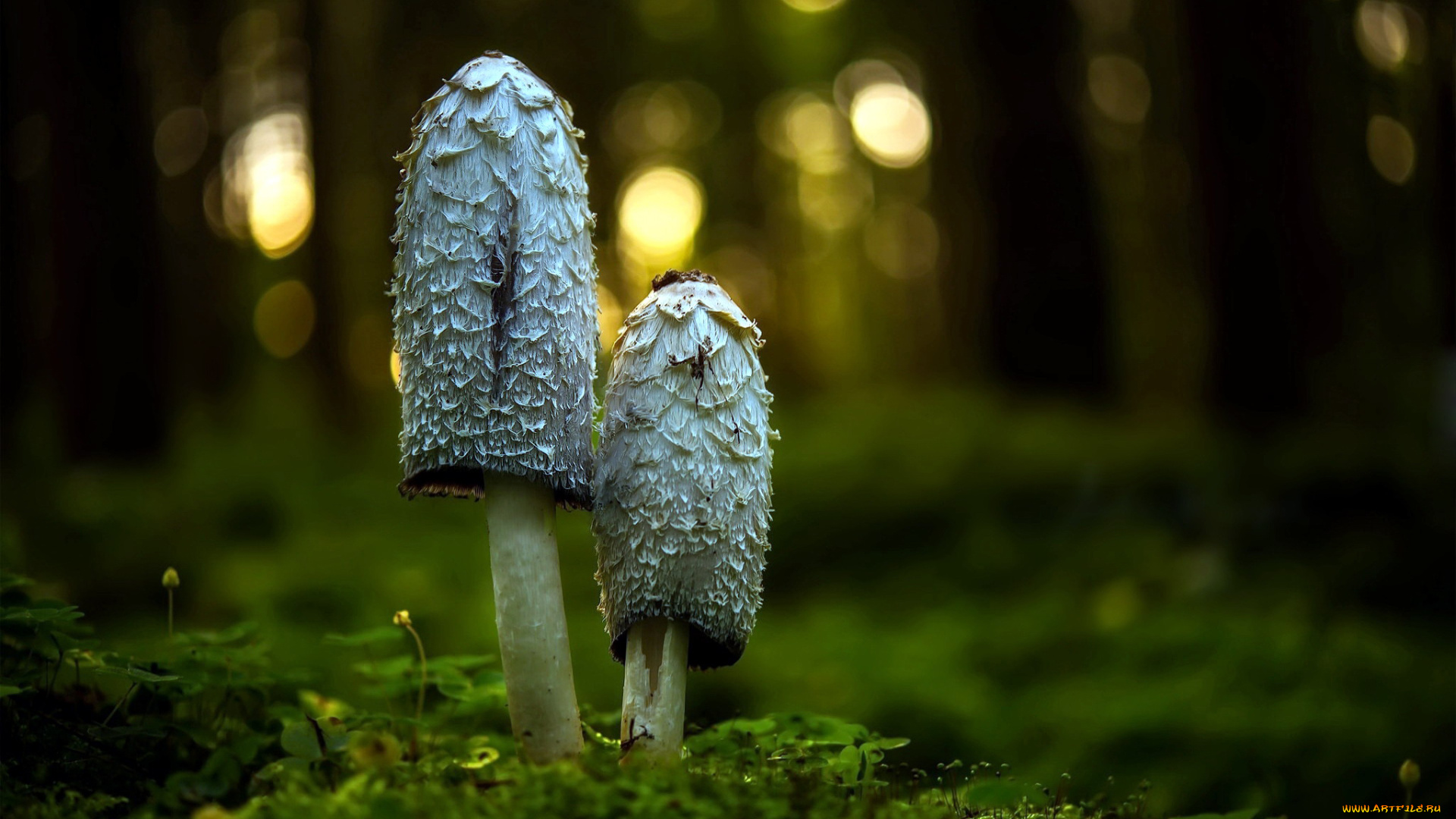 природа, грибы, пара, грибная, дуэт