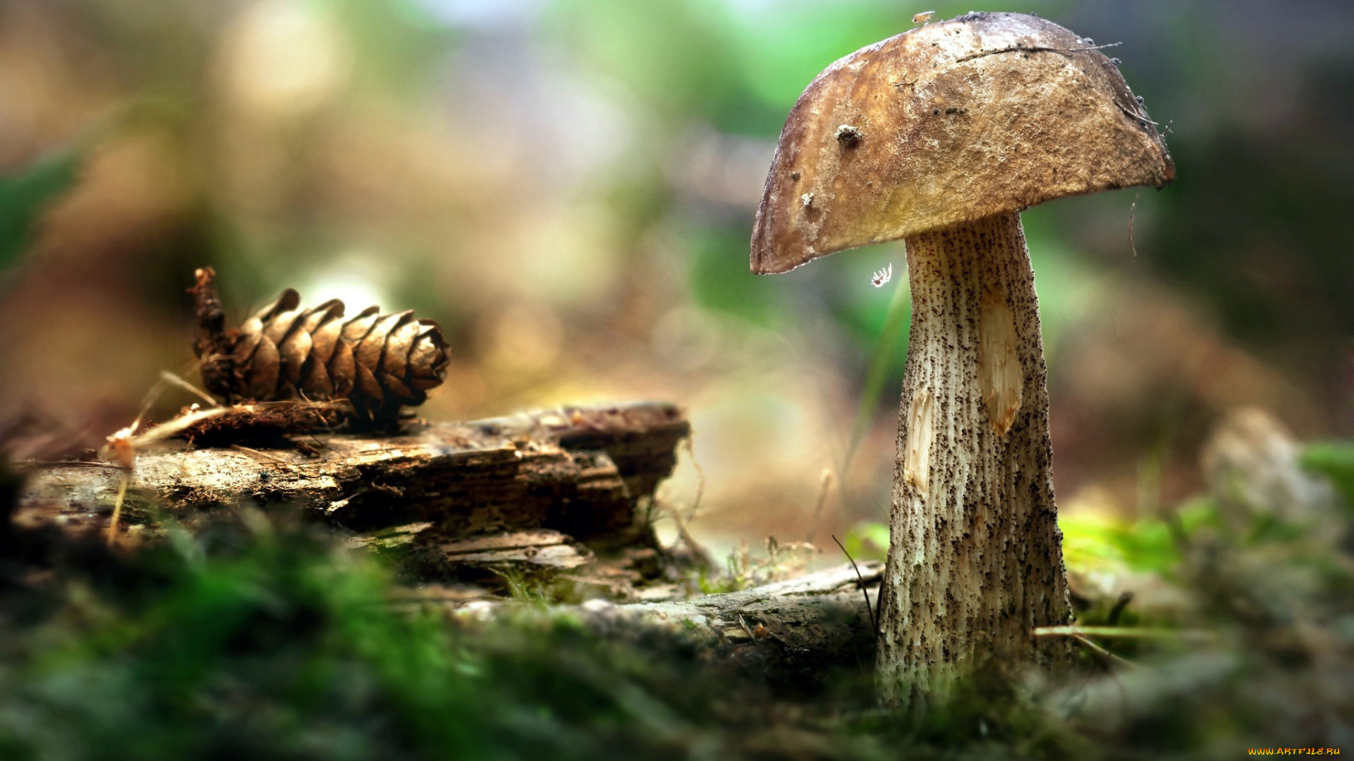 природа, грибы, подберезовик