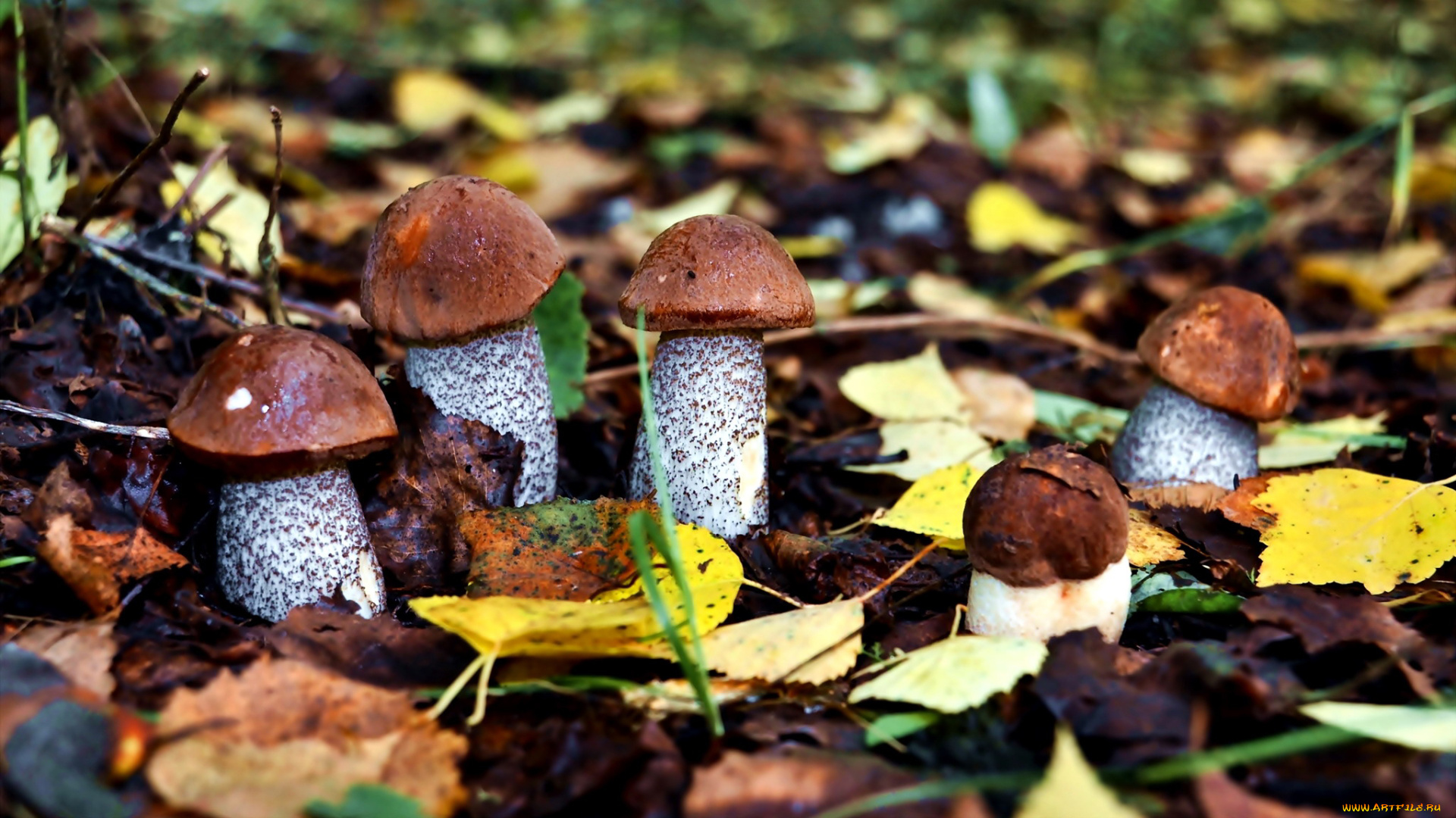 природа, грибы, подберезовики, грибная, пятерка, семейка