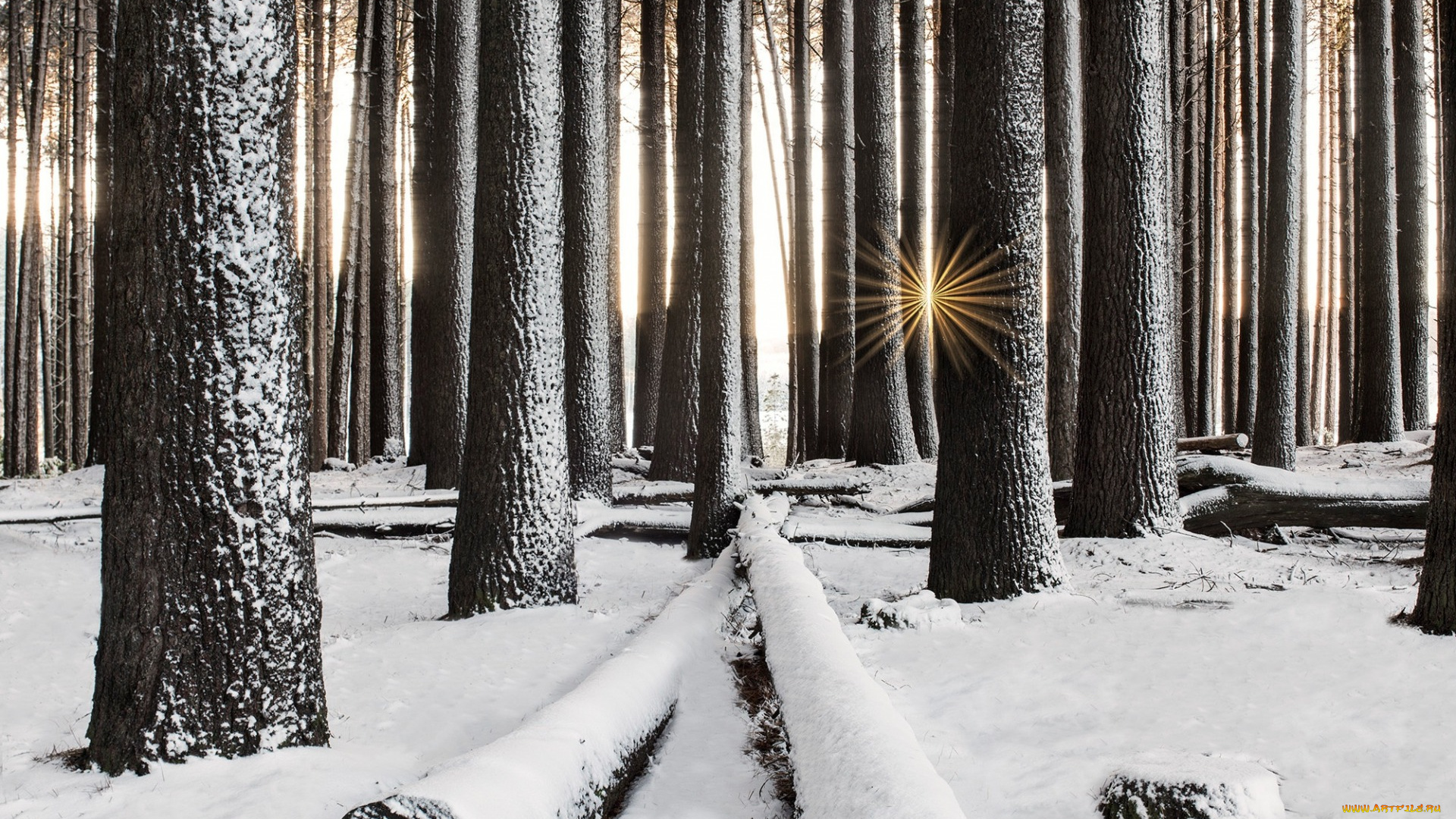 природа, лес, лучи, солнца, деревья, снег, зима