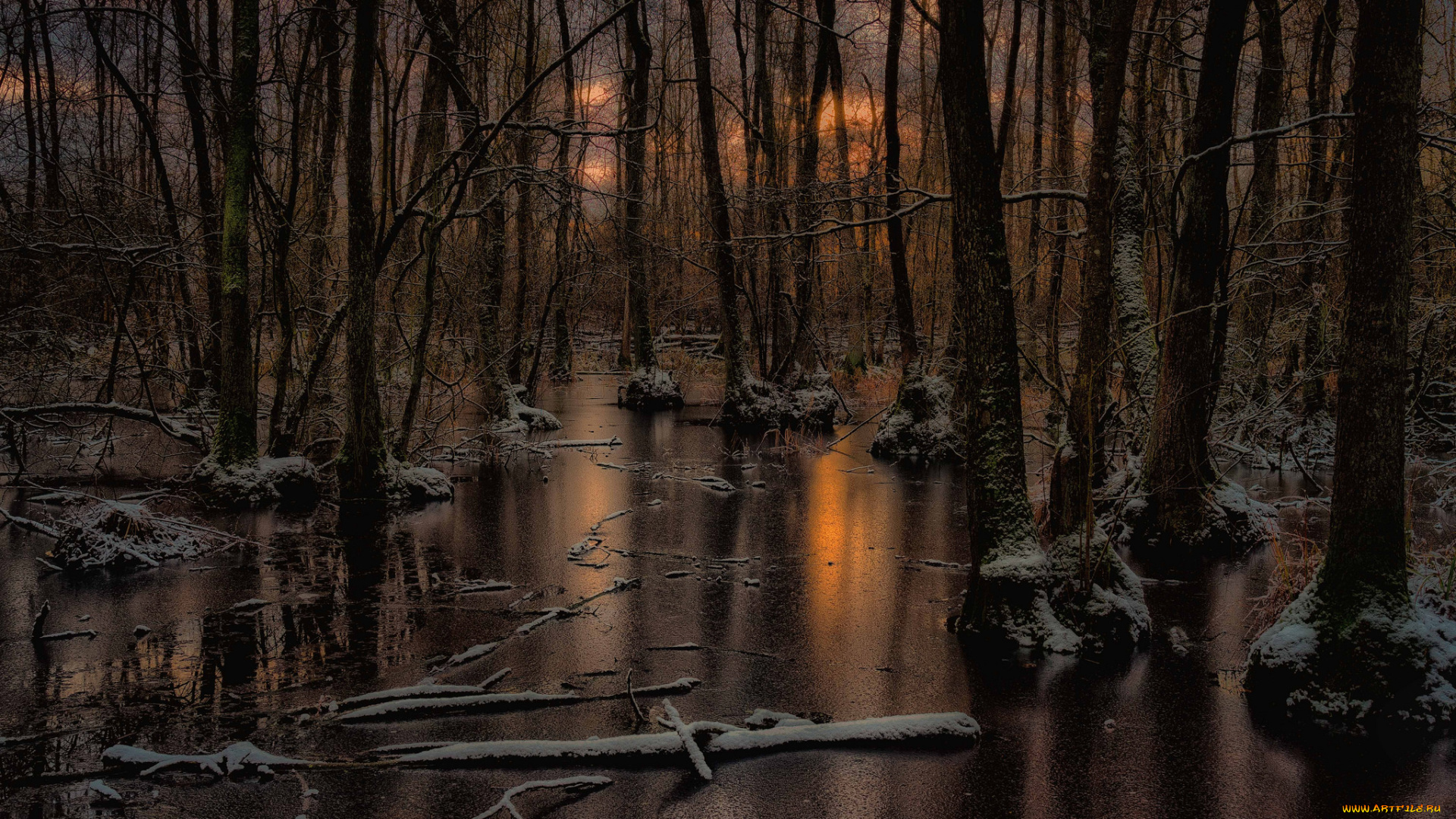 природа, лес, простор