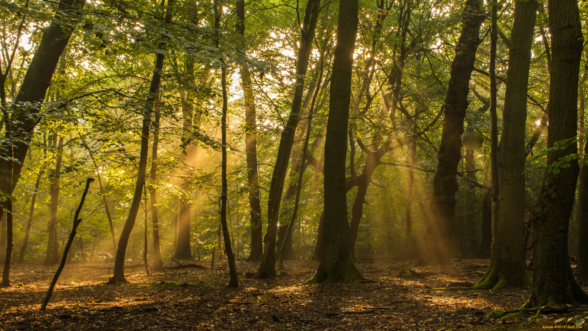 природа, лес, простор