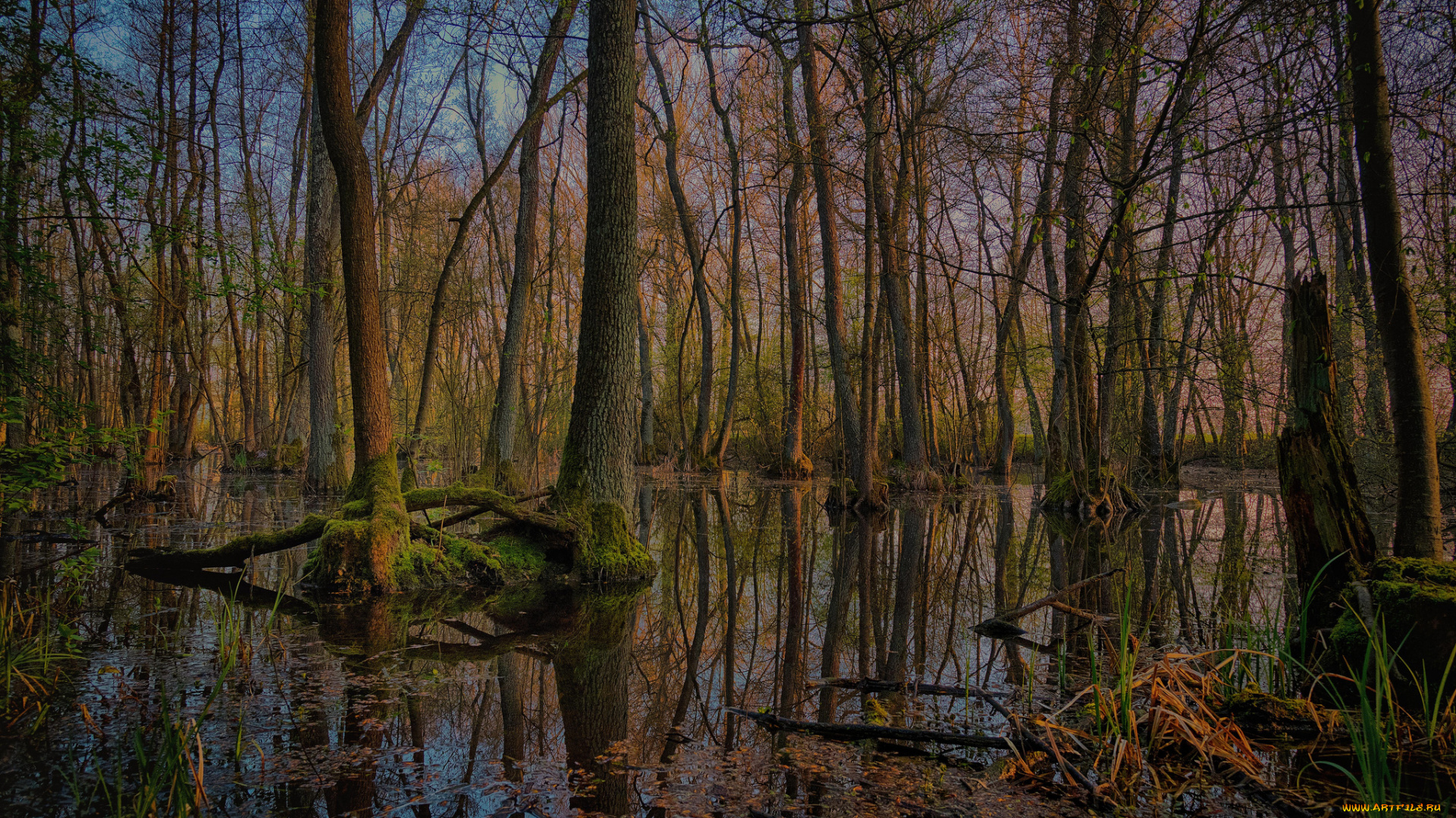 природа, лес, простор