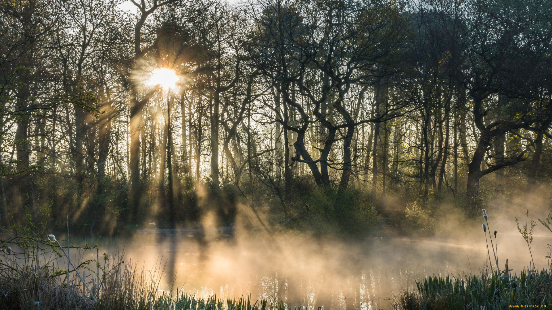 природа, лес, простор