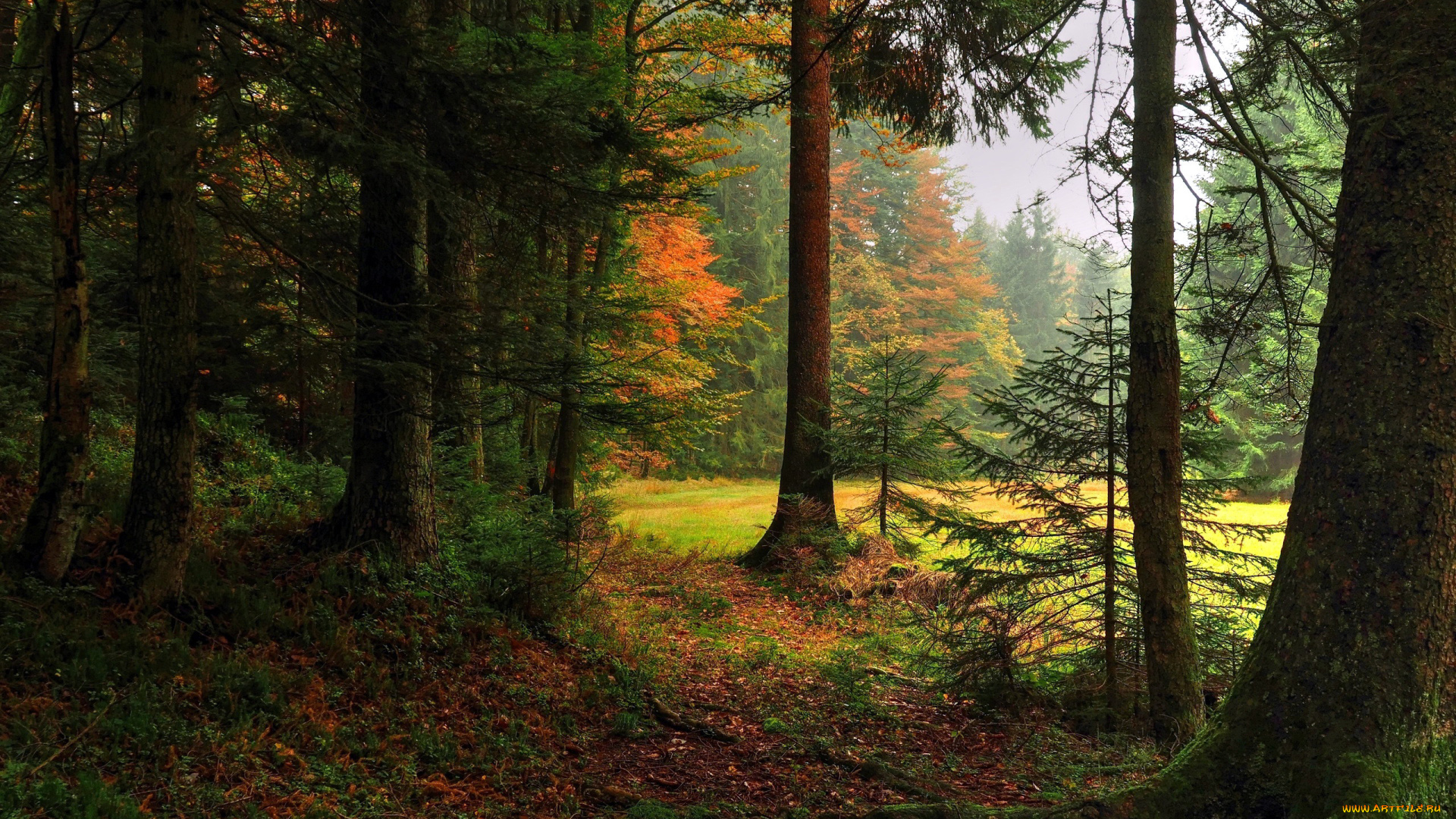 природа, лес, сосны