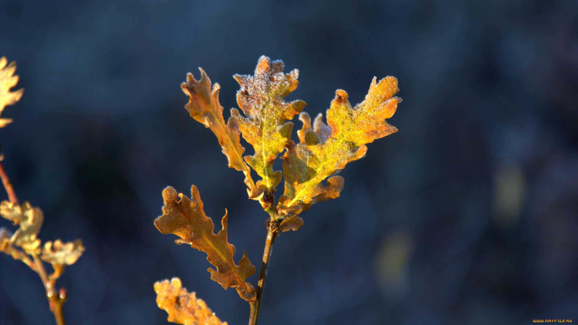 природа, листья