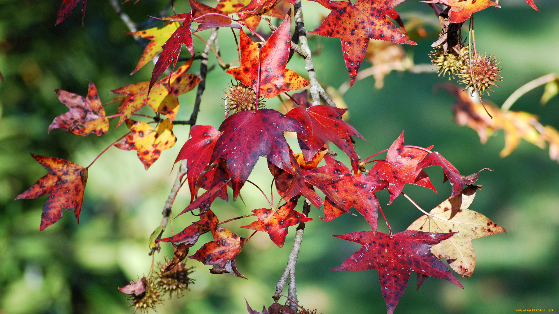 природа, листья