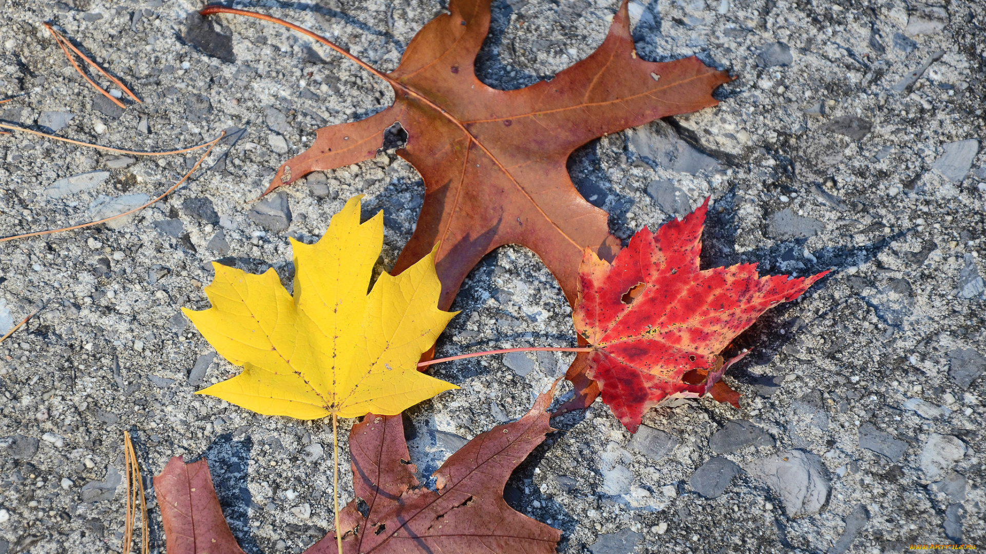 природа, листья