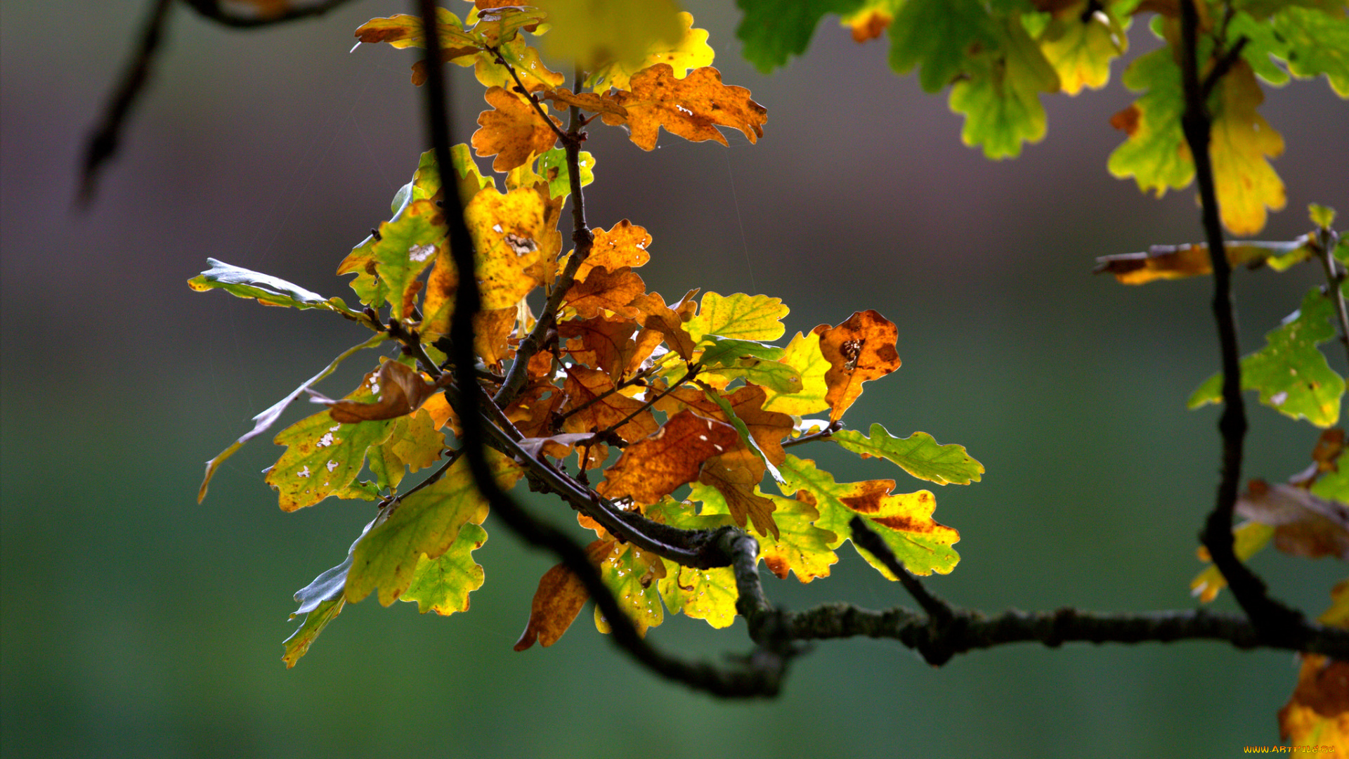 природа, листья, дуб