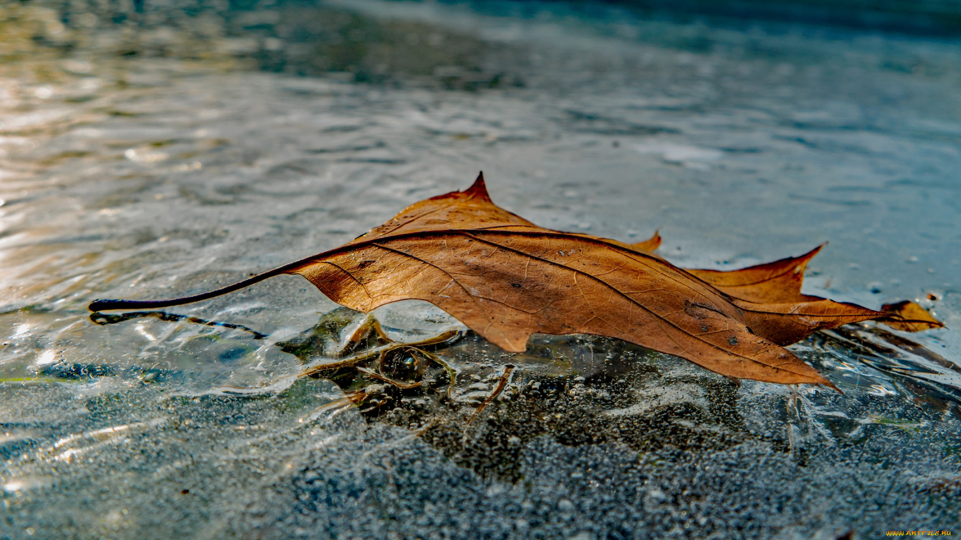 природа, листья, лист, лёд