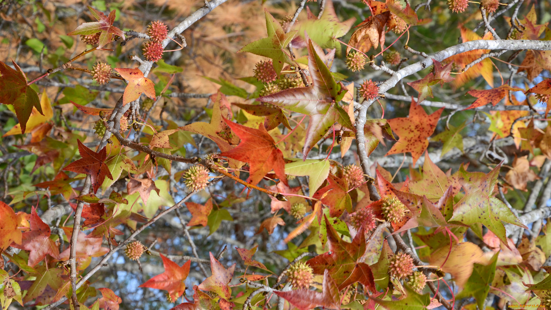 природа, листья, осень