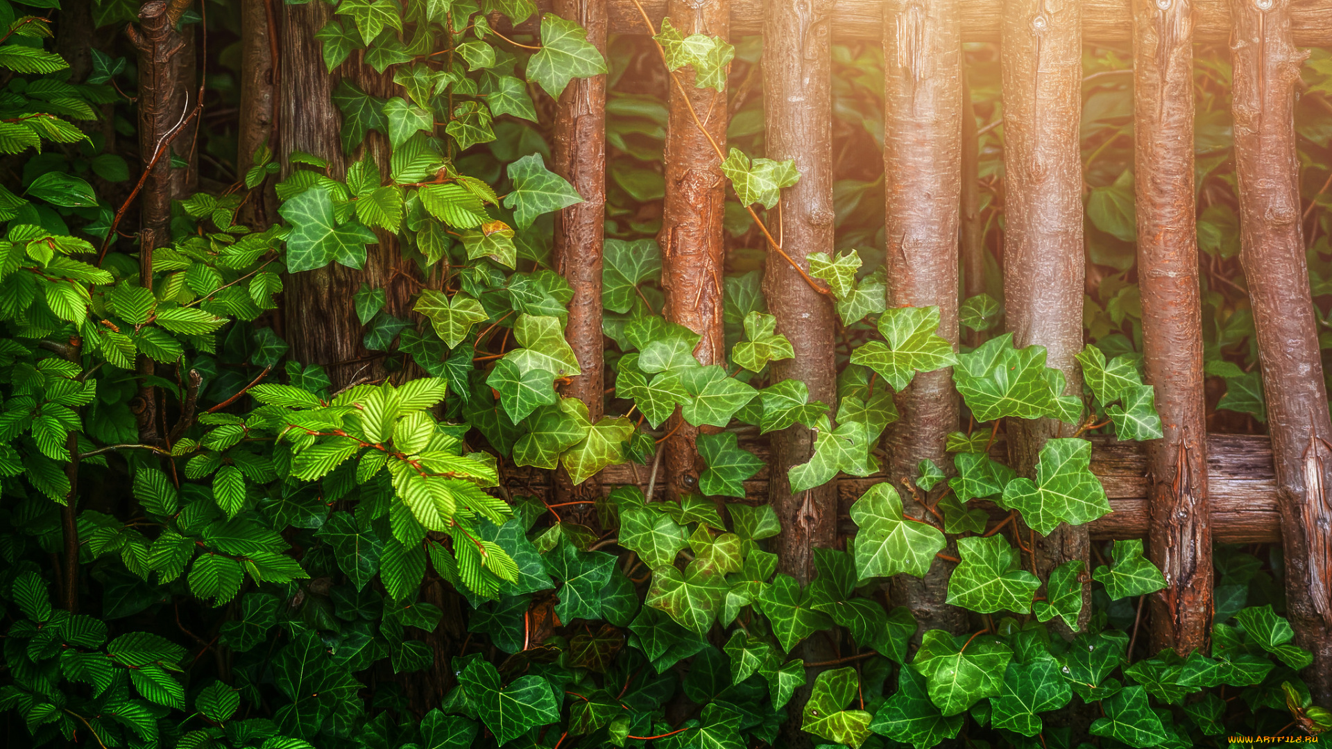 природа, листья, плющ