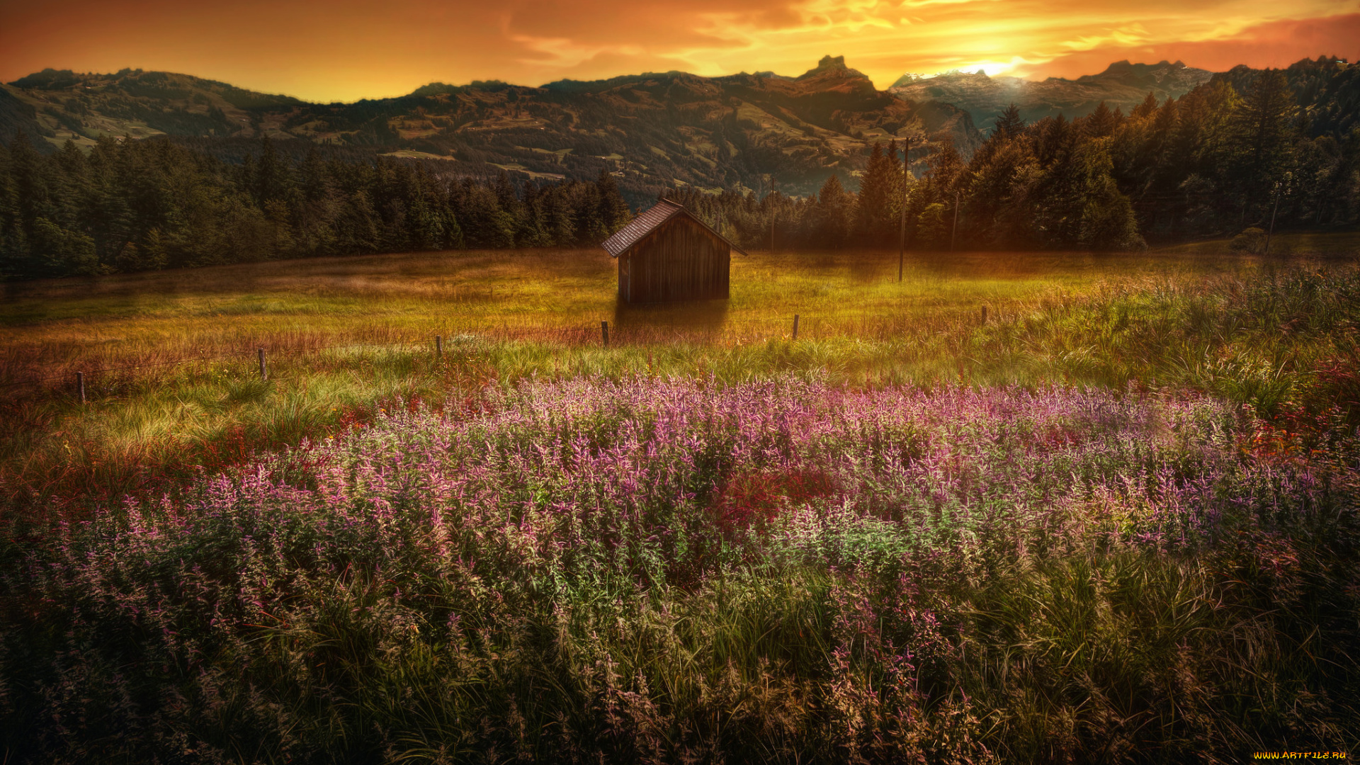 природа, луга, луг