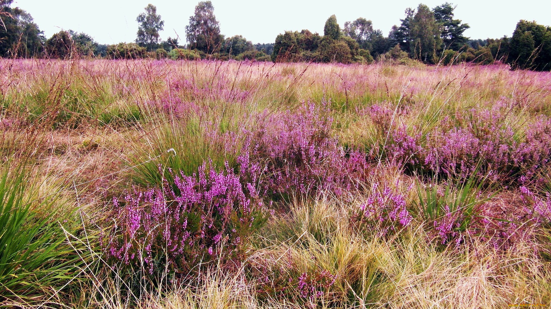 природа, луга, вереск