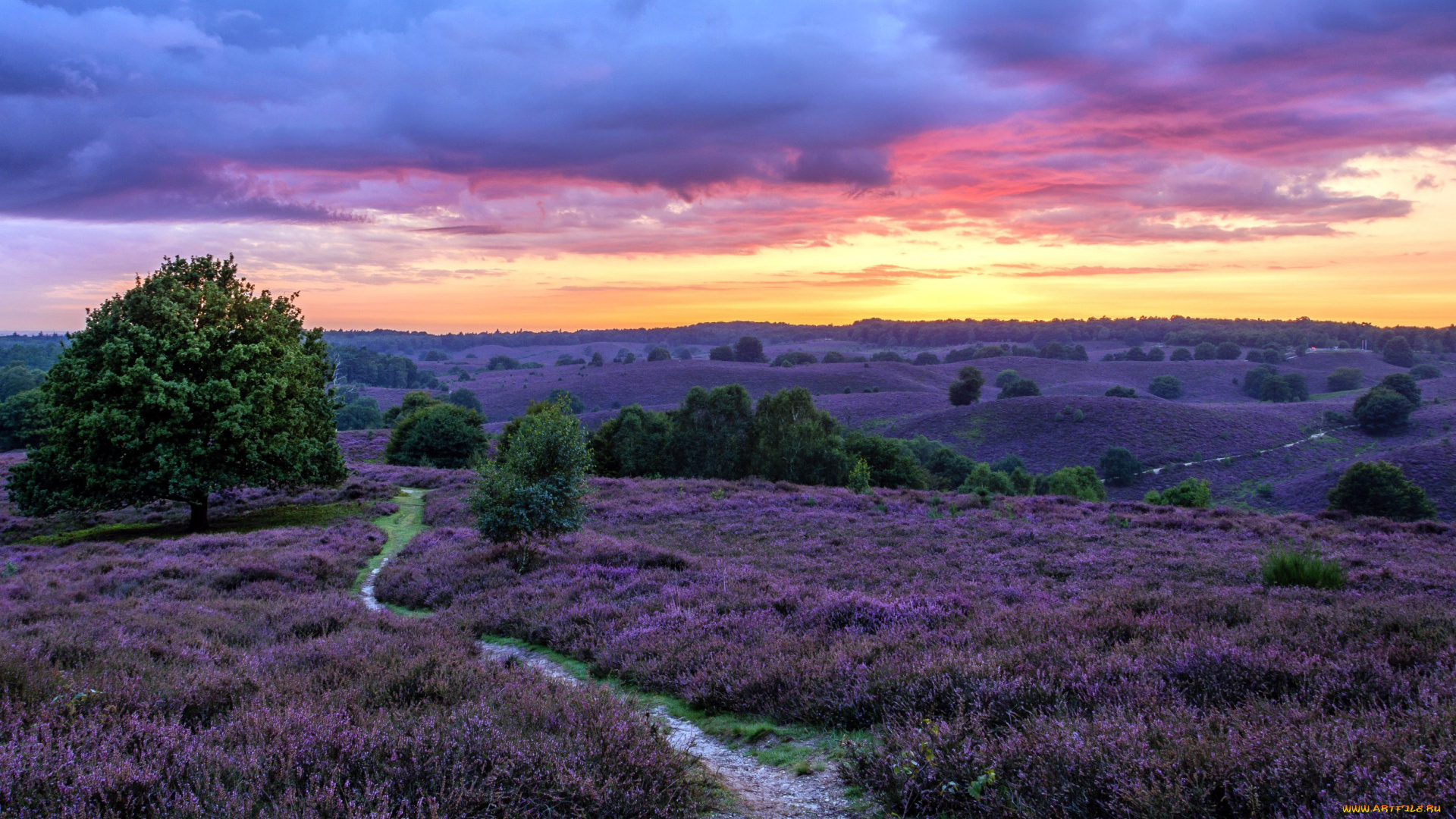 природа, луга, вереск, пустошь, тропинка