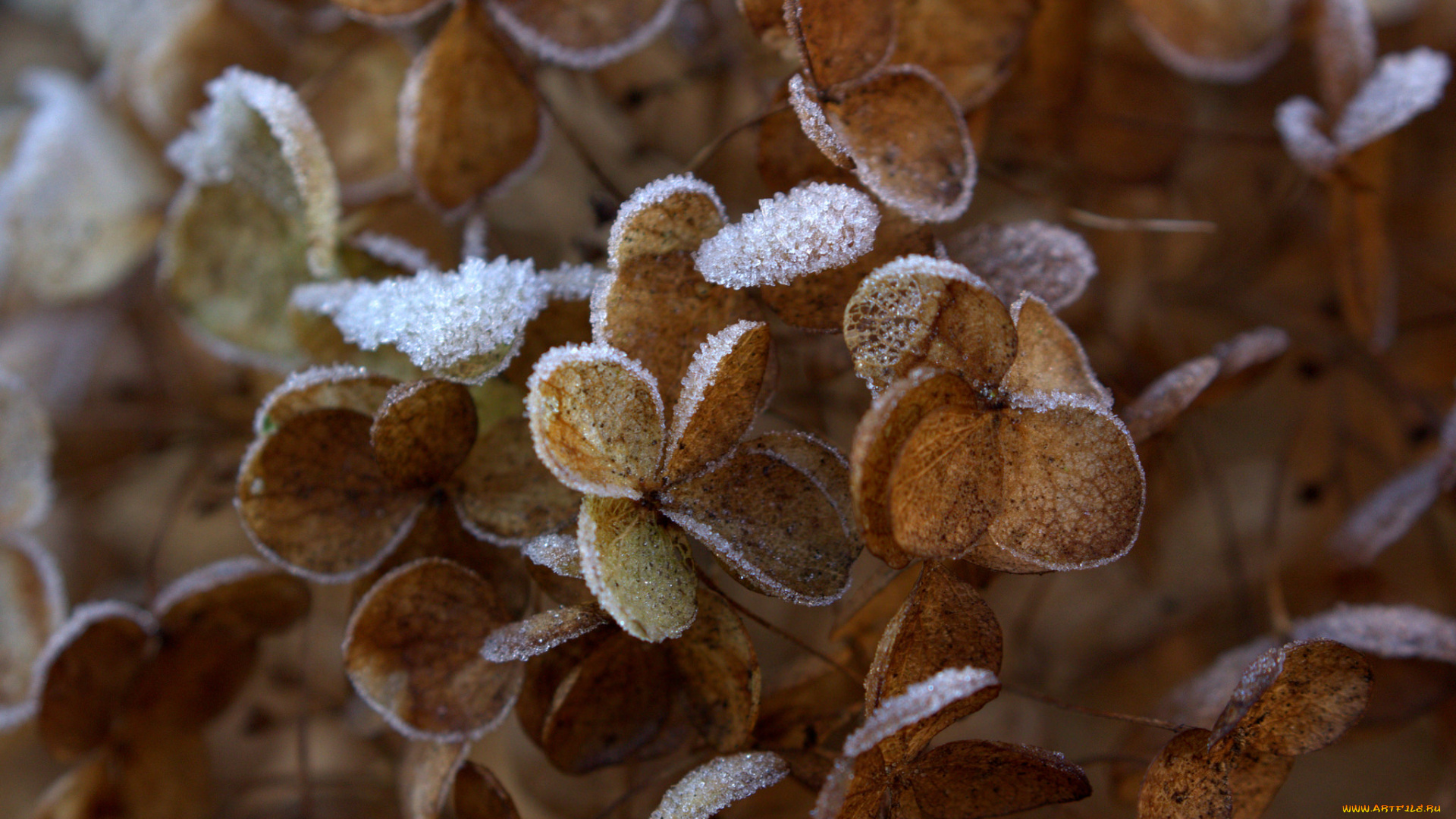 природа, макро