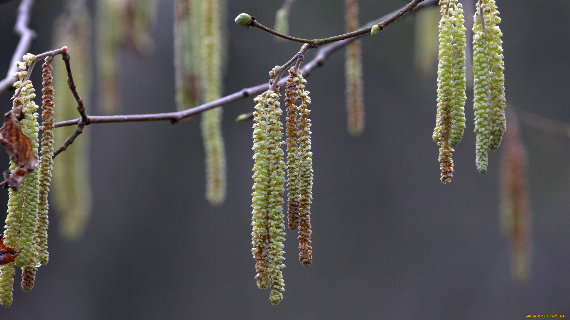 природа, макро, серёжки