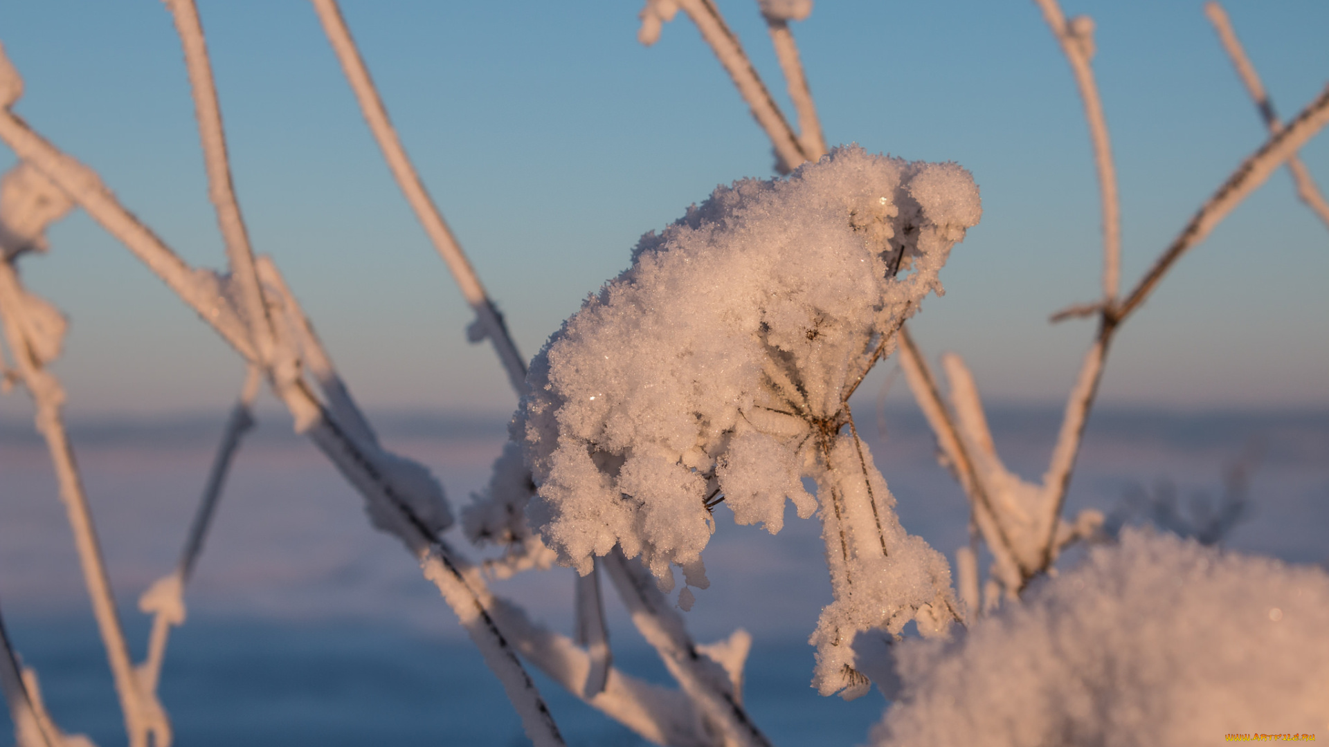 природа, макро, снег