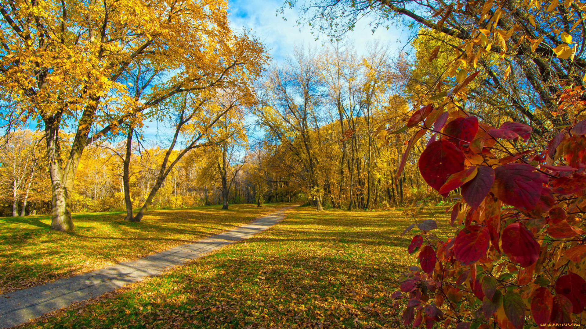 природа, парк, аллея, осень, листопад