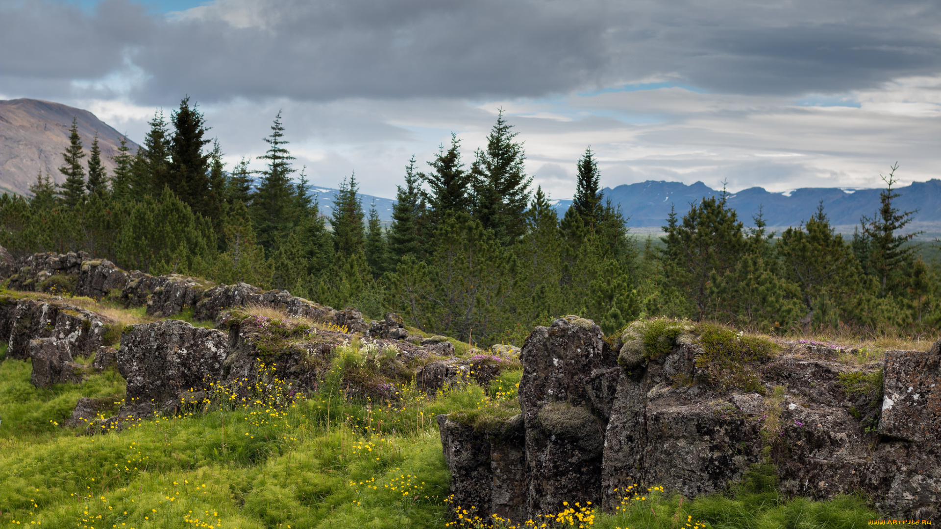 природа, пейзажи, лес