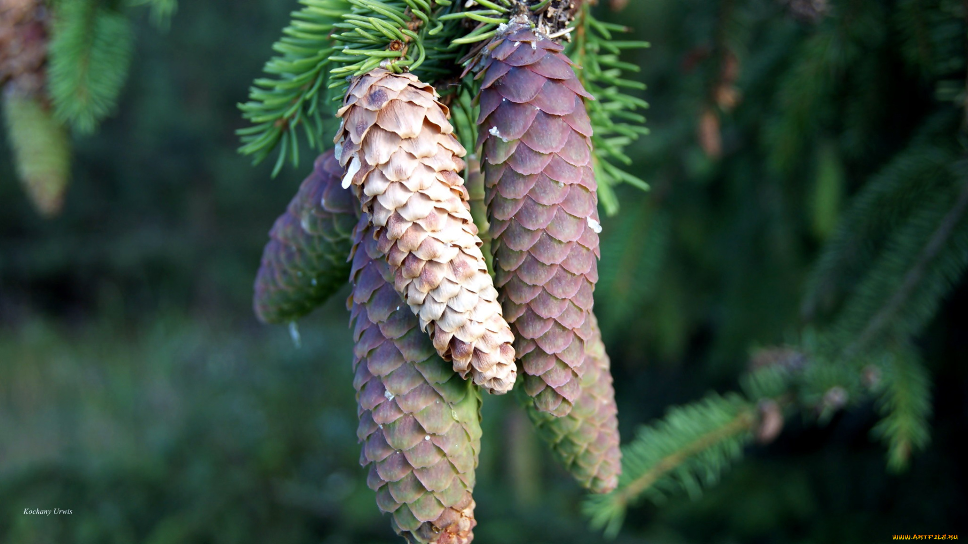 природа, шишки, , жёлуди, , каштаны