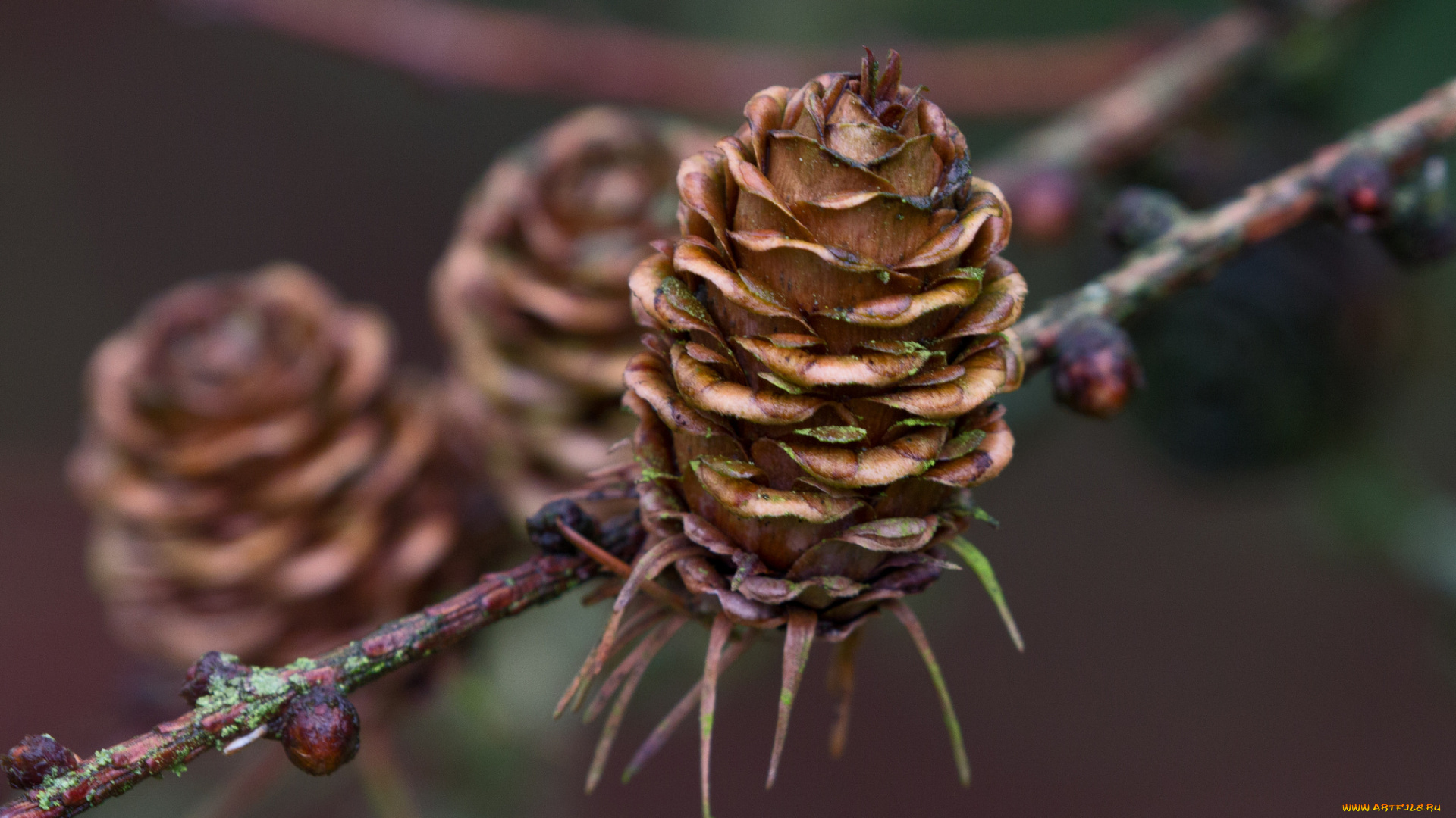 природа, шишки, , жёлуди, , каштаны, шишка