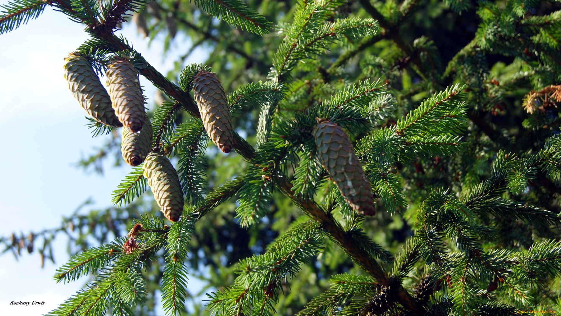 природа, шишки, , жёлуди, , каштаны, сосна