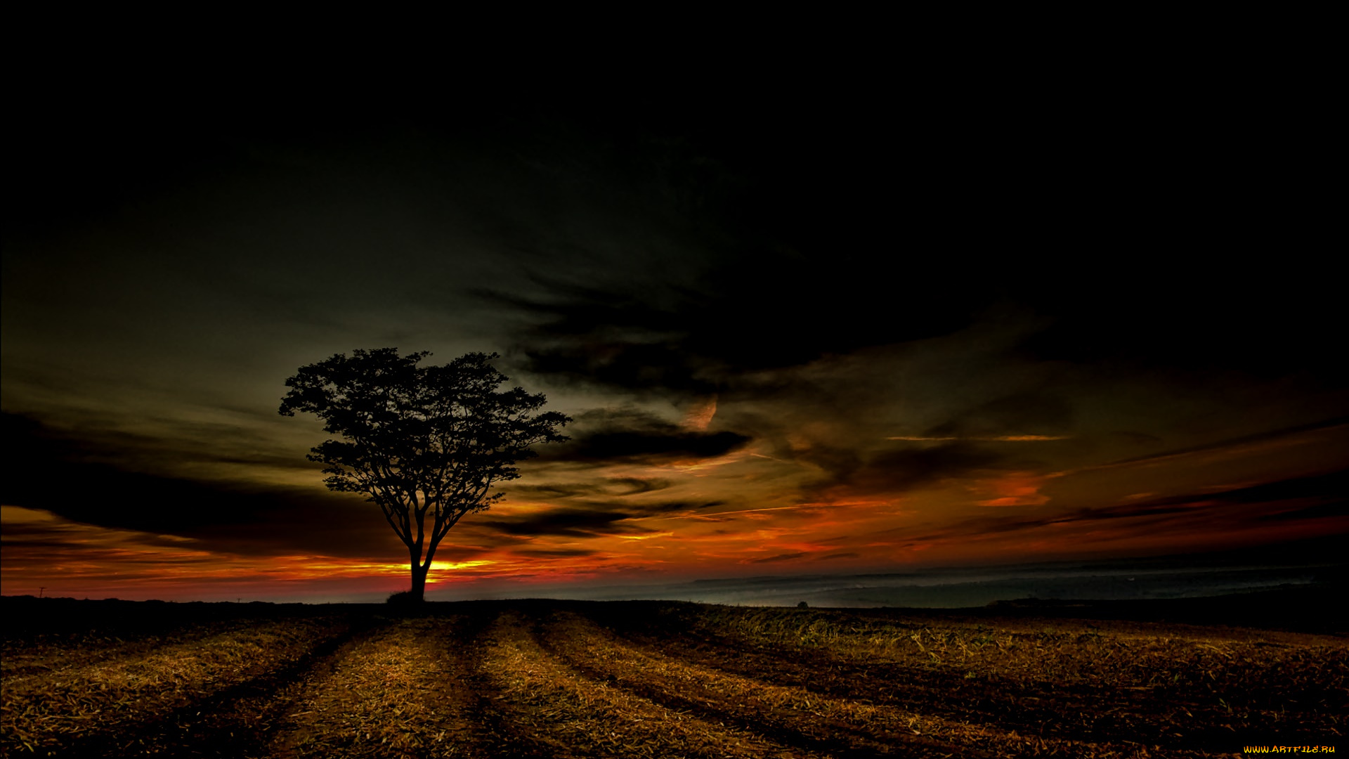 природа, восходы, закаты, поле, ночь, дерево