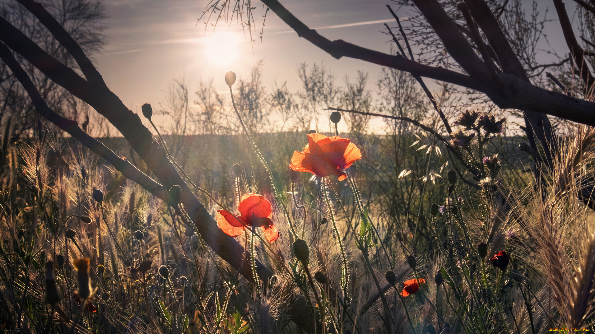 природа, восходы, закаты, простор