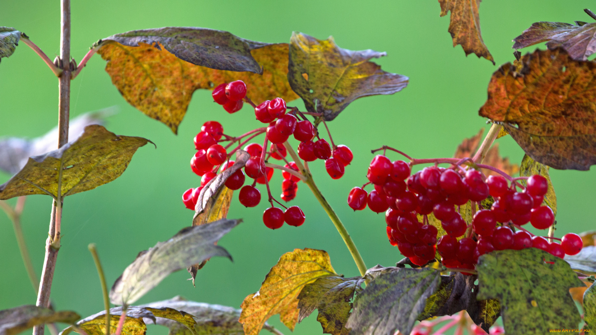 природа, Ягоды, , калина, калина