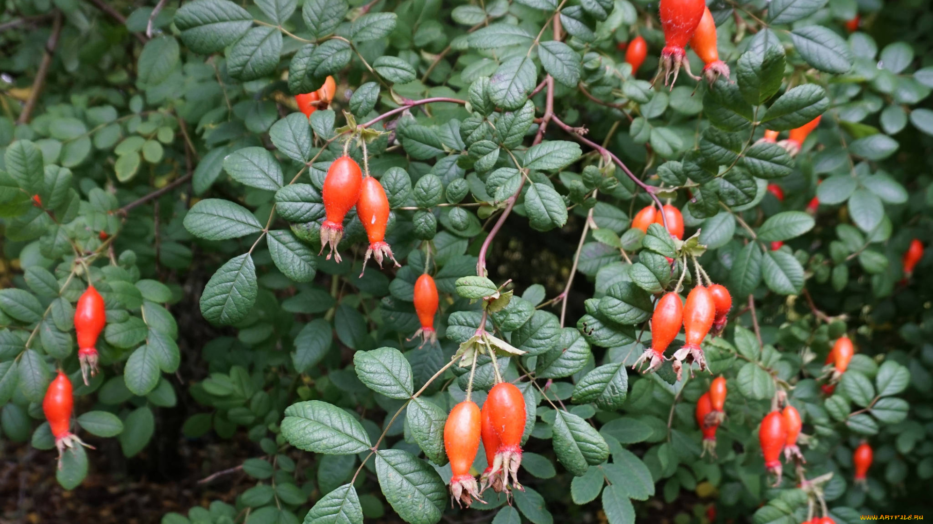 природа, Ягоды, куст