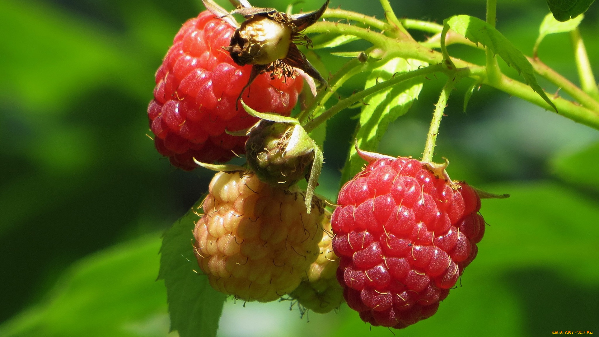 природа, Ягоды, малина