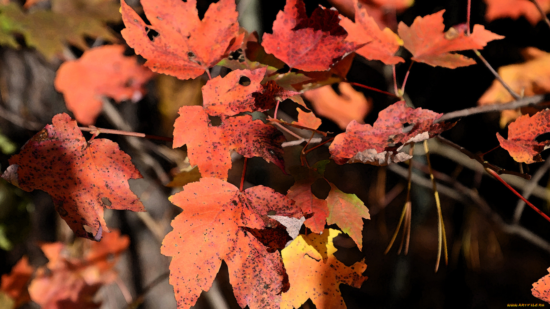 разное, компьютерный, дизайн, листья