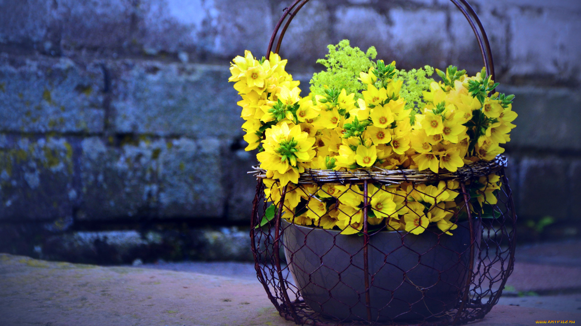 вербейник, цветы