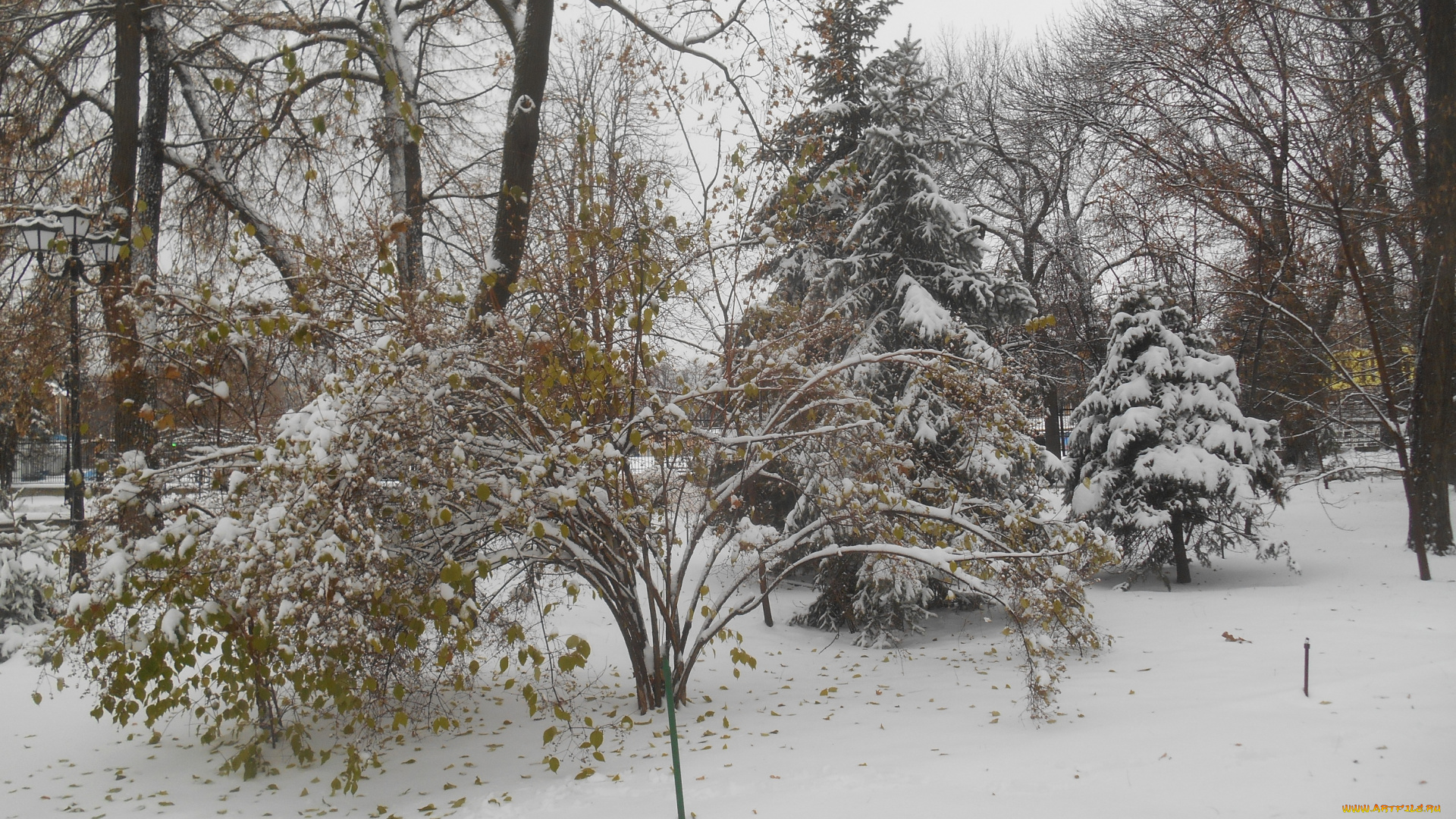 зимняя, природа, природа, зима, лес, зимой, парк, зимой, парк, природа, зимой, зимний, лес, деревья, снег, зимний, парк