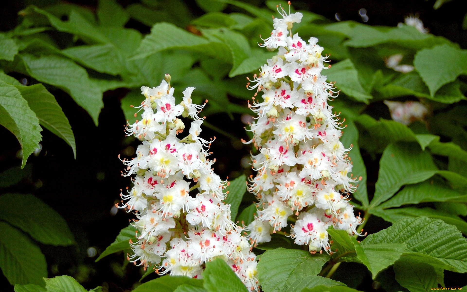 цветы, цветущие, деревья, , , кустарники, каштан