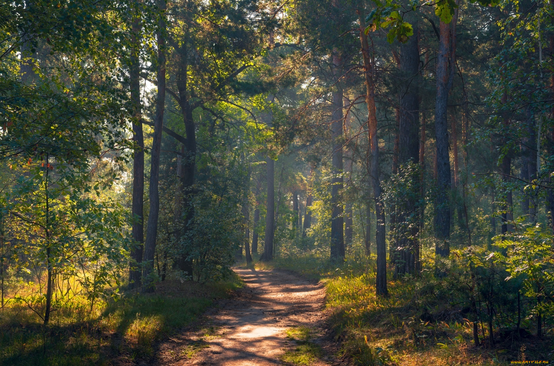 природа, дороги, галанзовская, оксана, тропа, рассвет, сентябрь, утро, осень, лес