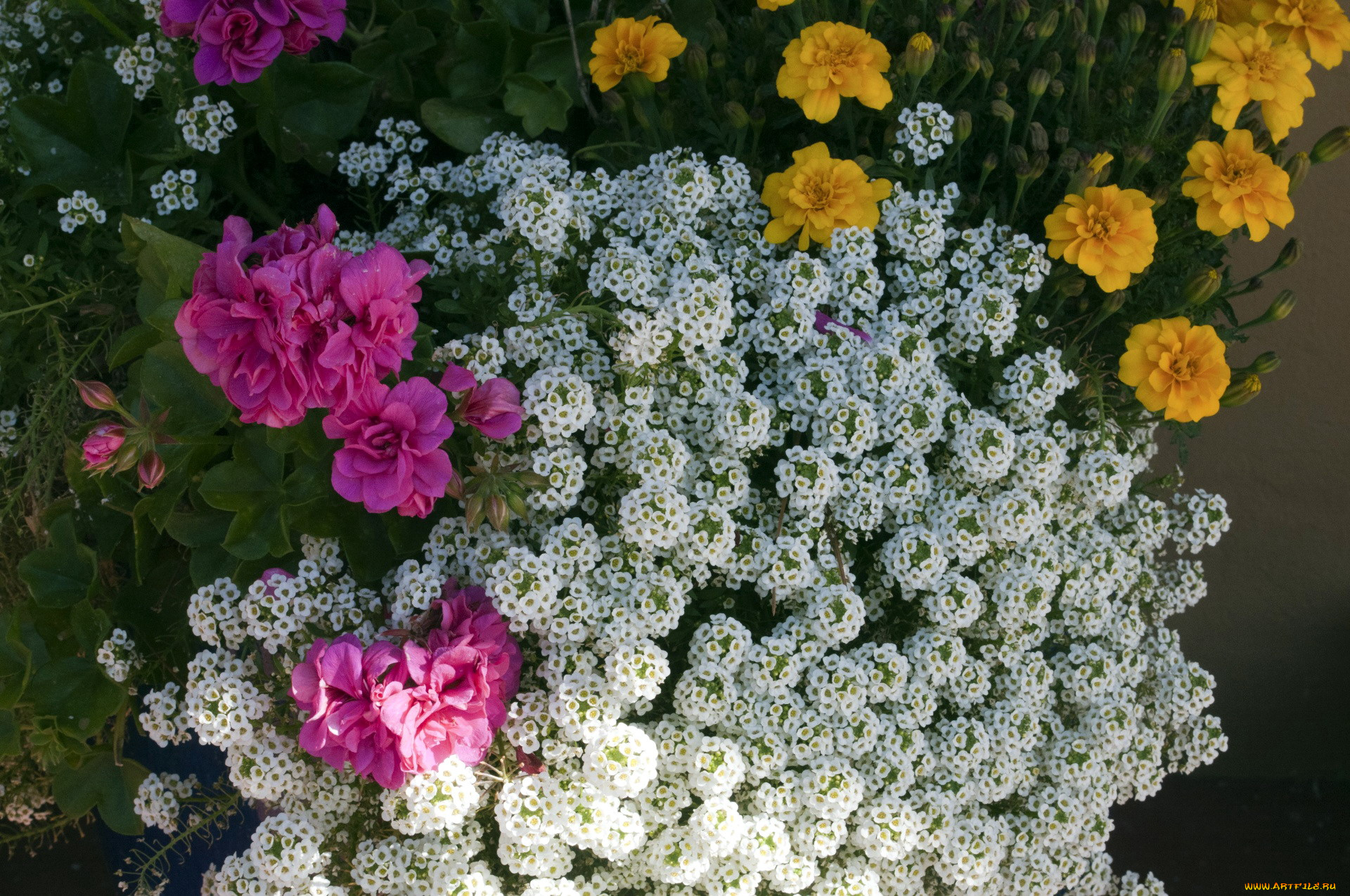 цветы, разные, вместе, бархатцы, герань