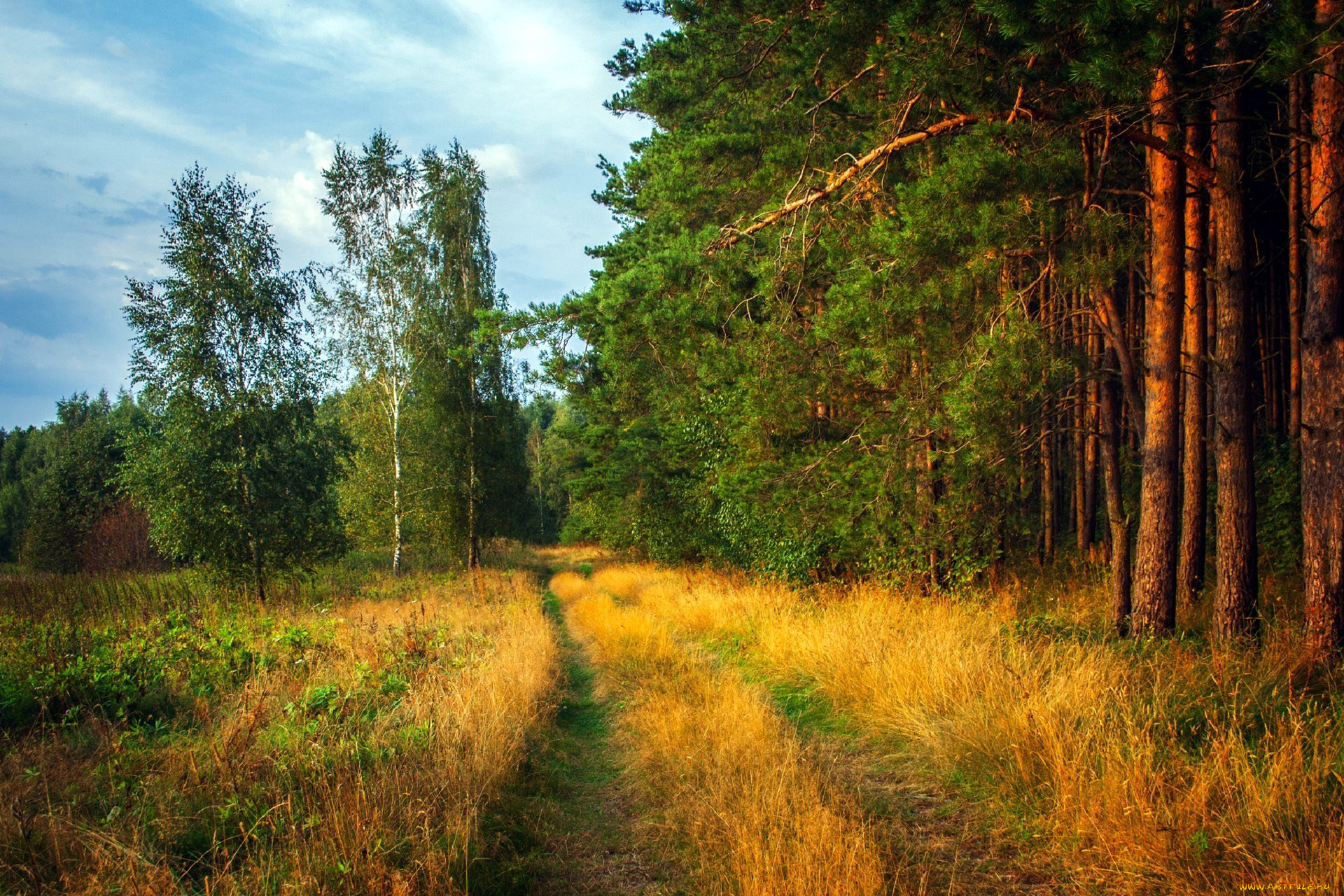 природа, дороги, лес, сосны, лесная, дорога