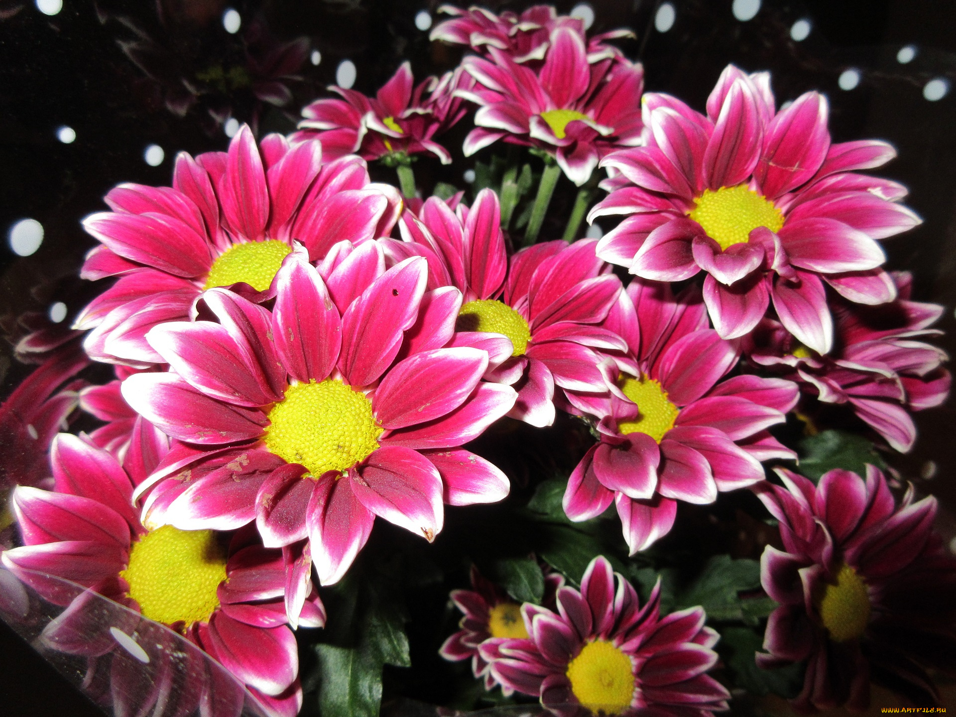 цветы, хризантемы