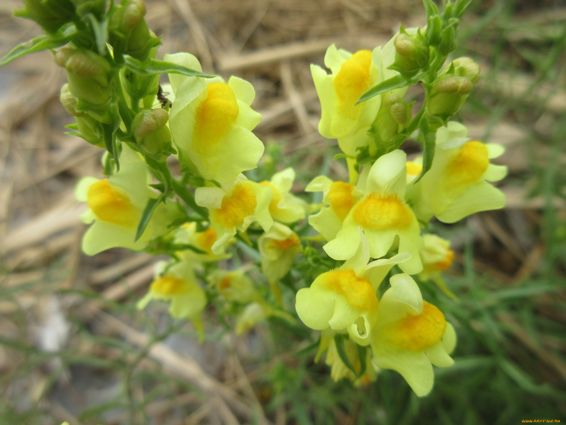 цветы, луговые, , полевые, , цветы, макро