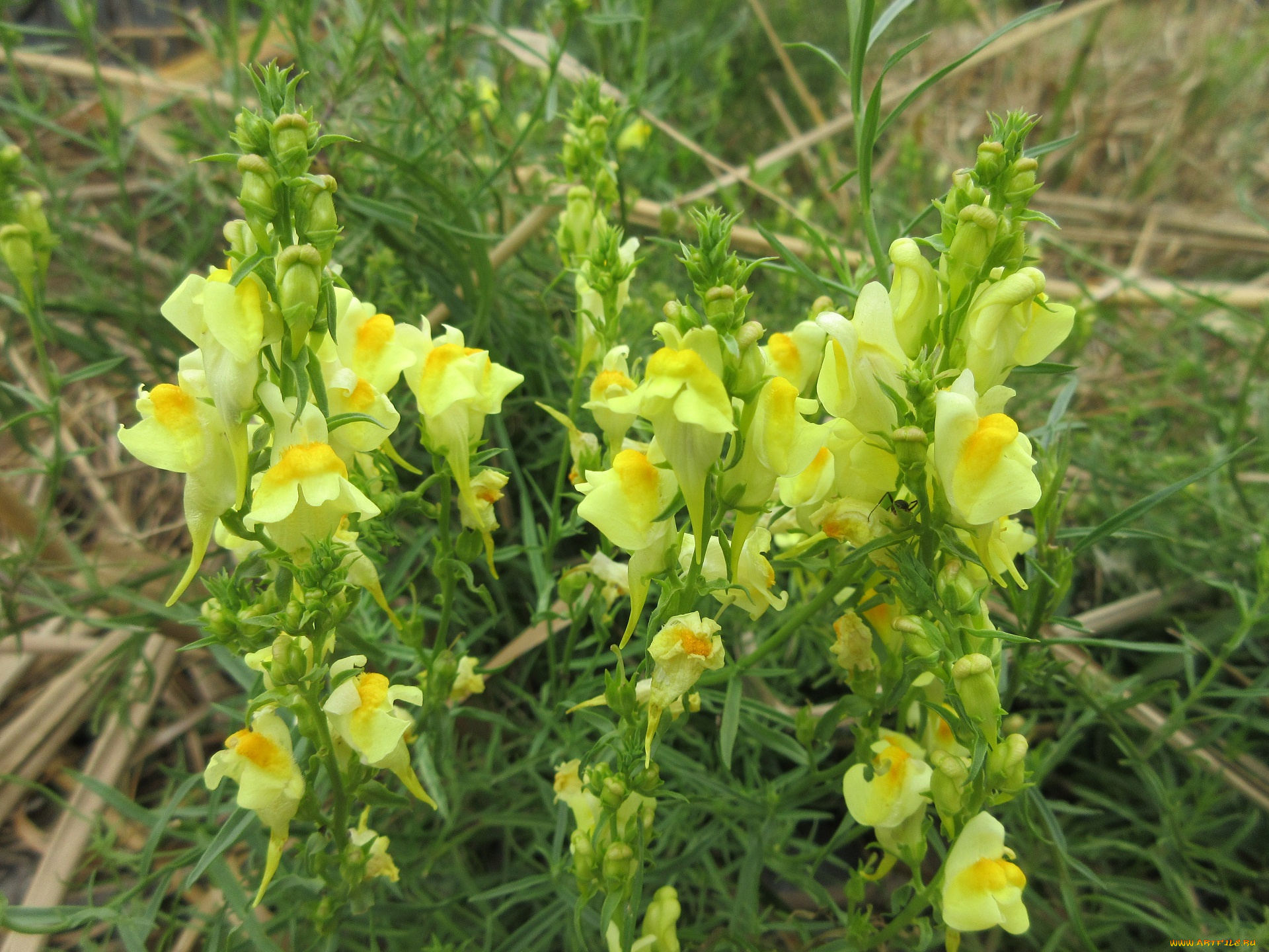 цветы, луговые, , полевые, , цветы, макро