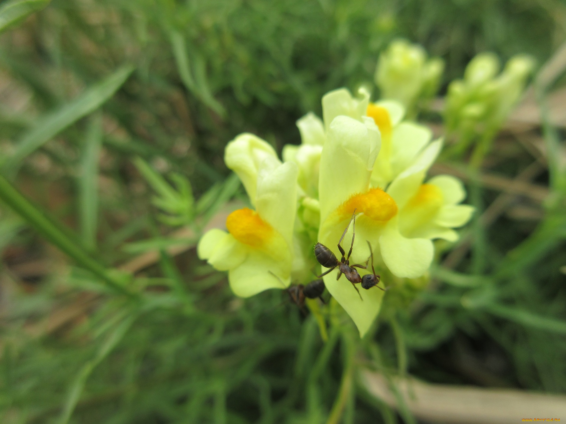 цветы, луговые, , полевые, , цветы, макро