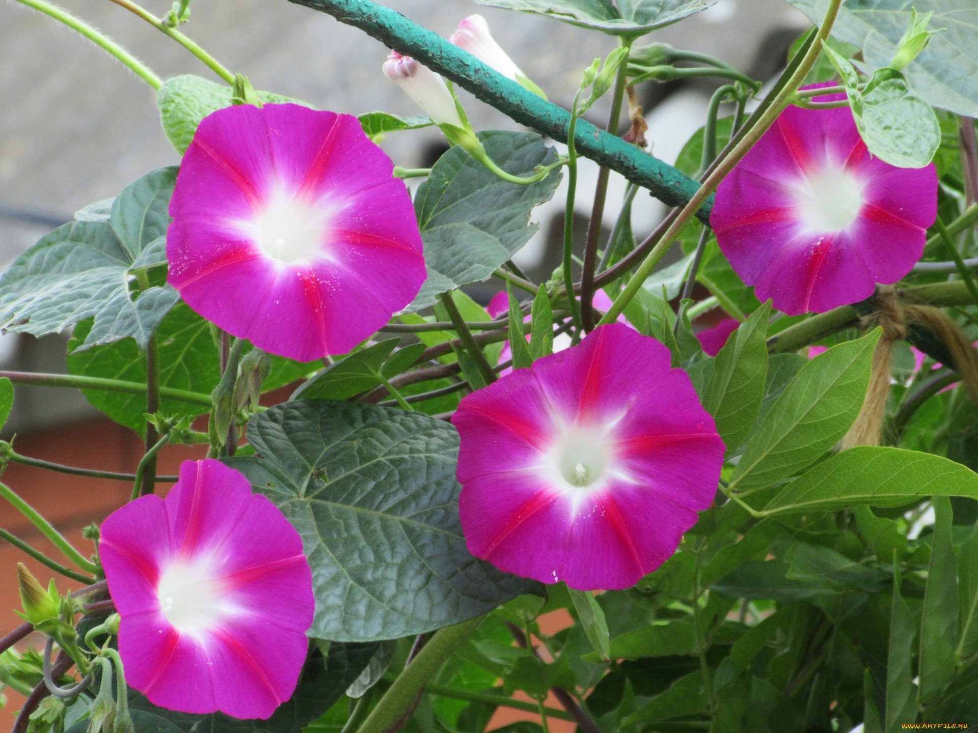 цветы, вьюнки, , ипомеи, вьюнок