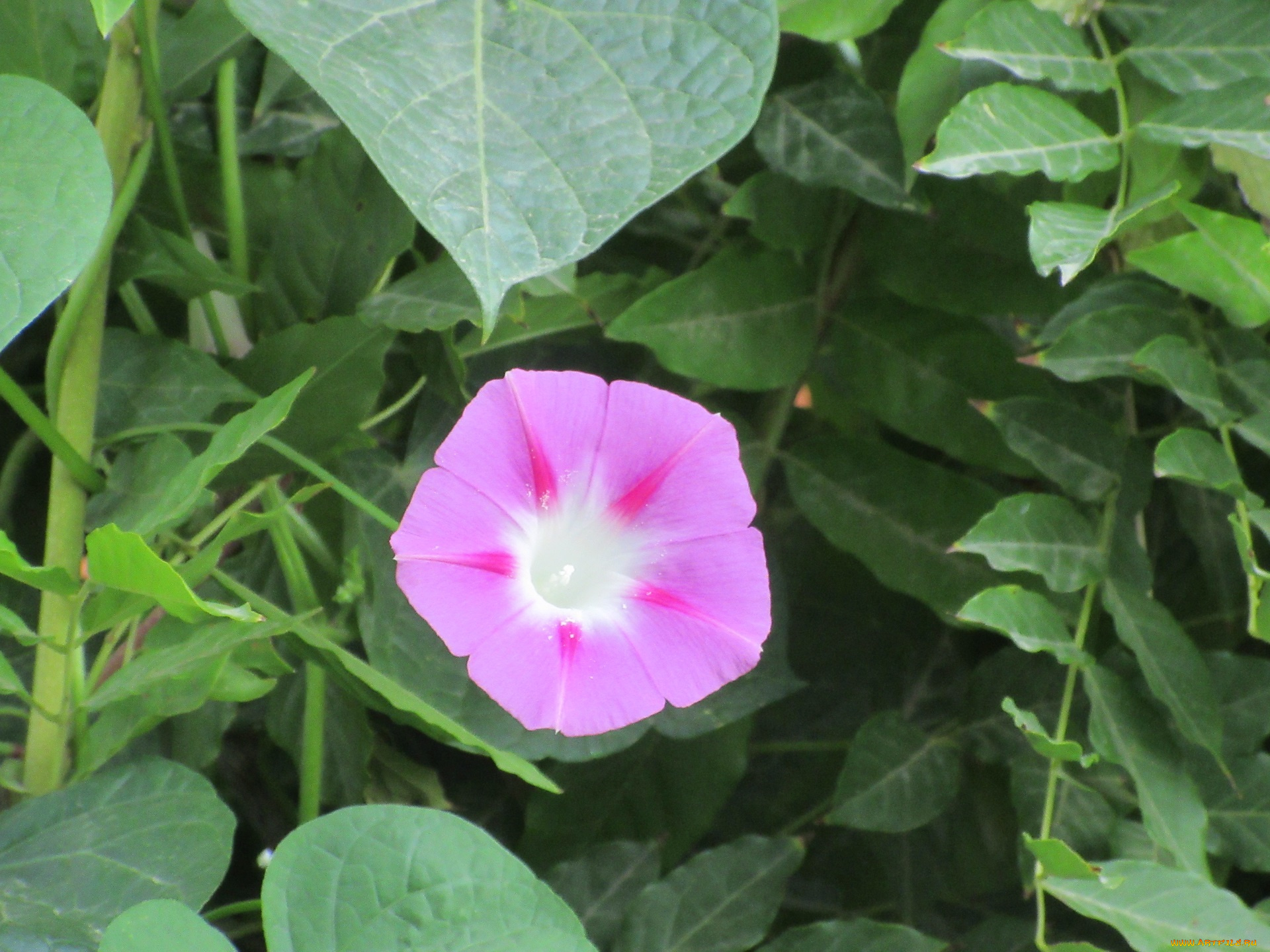 цветы, вьюнки, , ипомеи, вьюнок