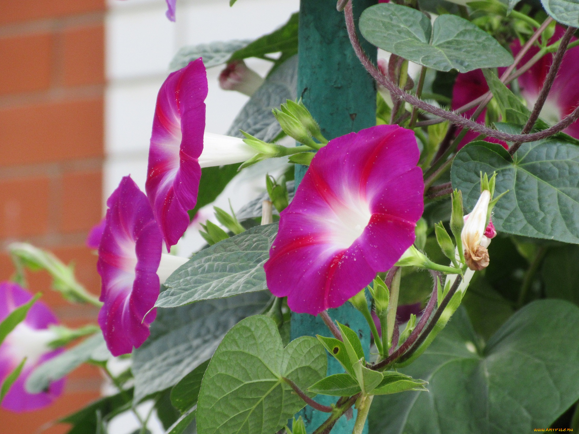 цветы, вьюнки, , ипомеи, вьюнок