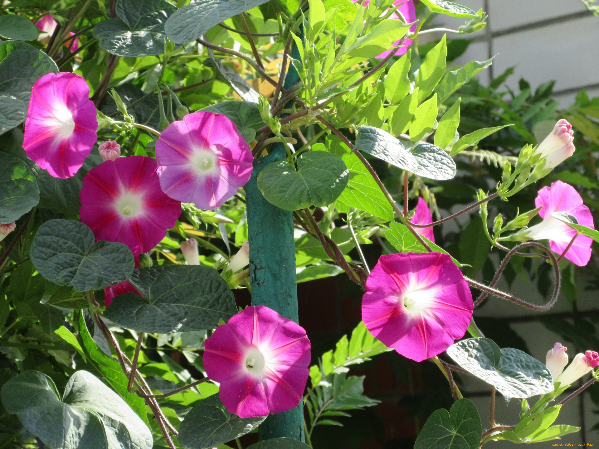 цветы, вьюнки, , ипомеи, вьюнок